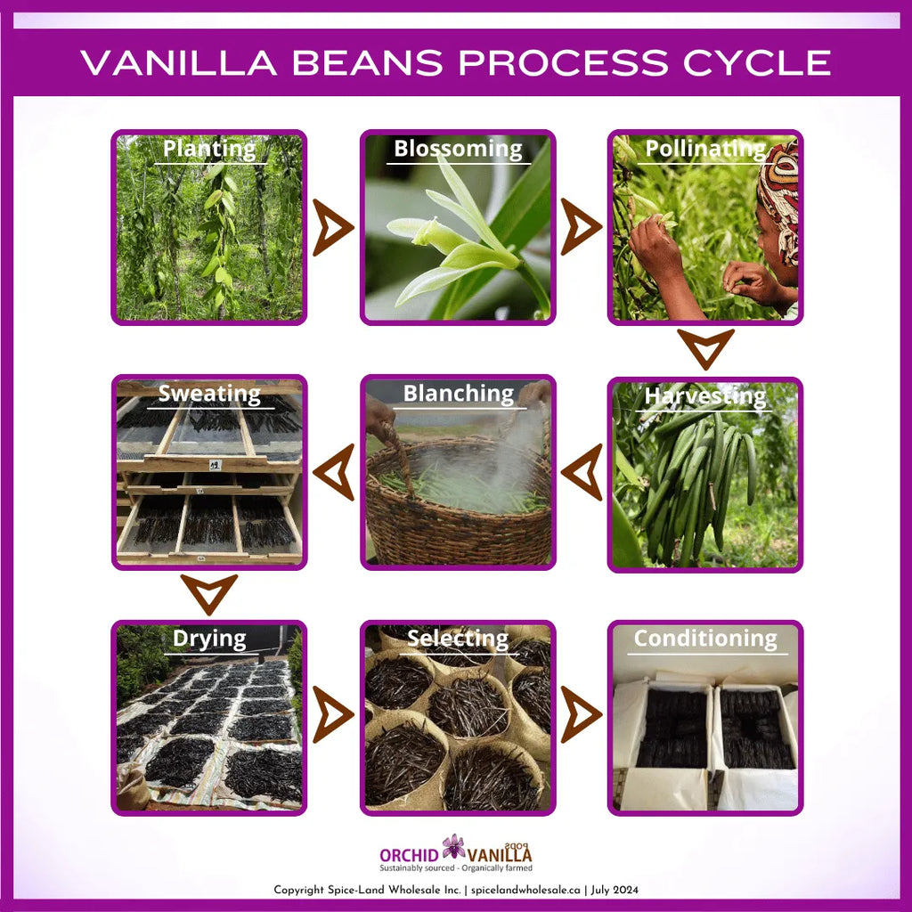 Vanilla Beans Process Cycle: From Planting to Perfection